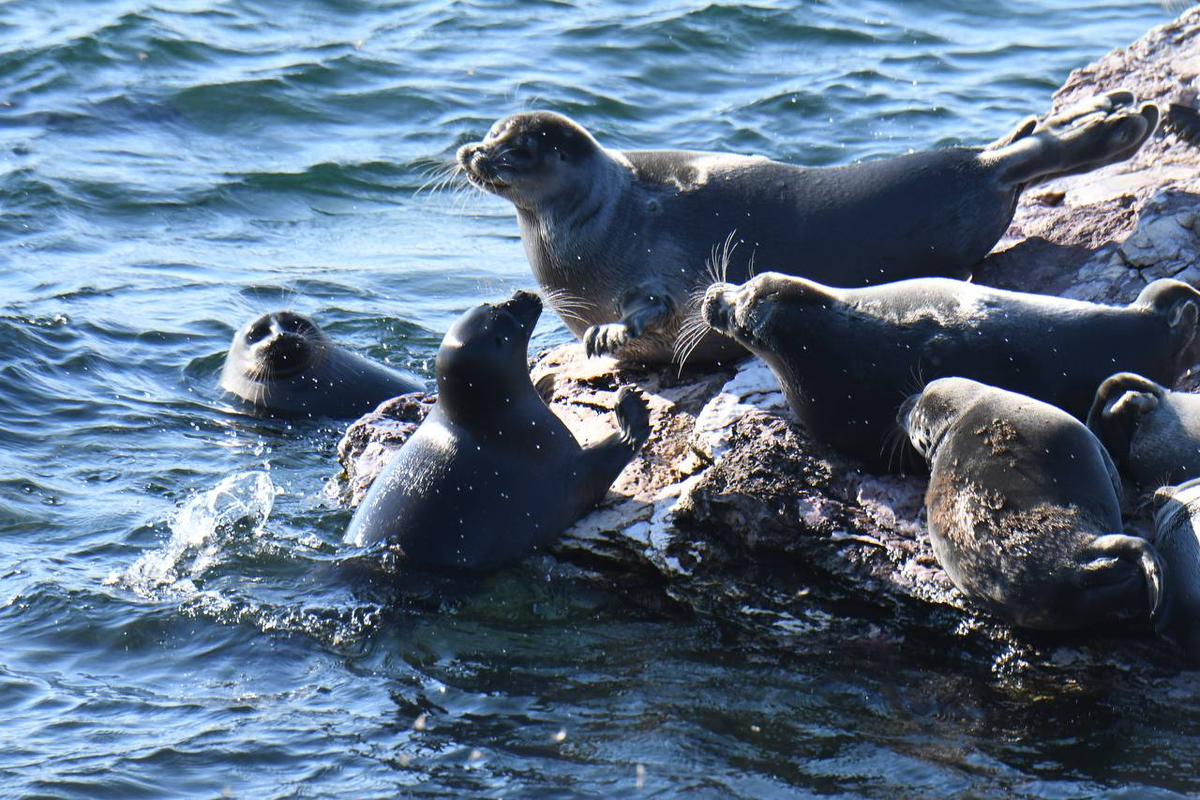 Подписывайтесь на наш телеграм-канал Фонд «Озеро Байкал», там еще много красивых и милых нерп.