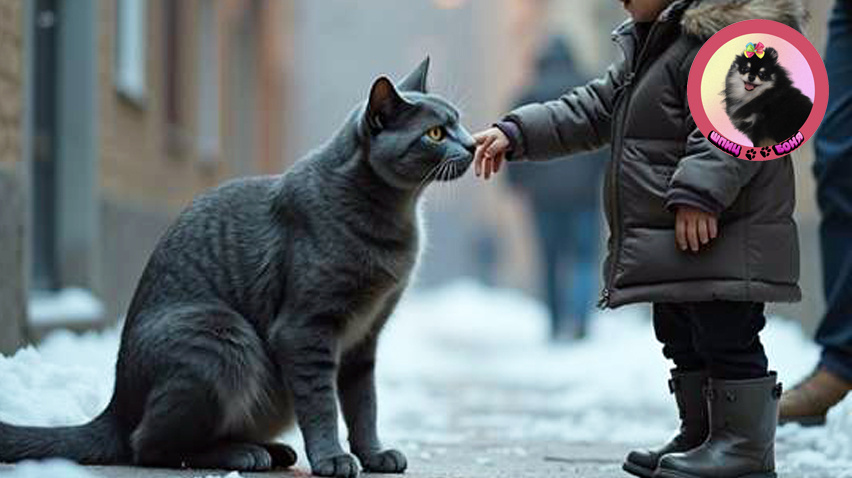 скучный кот