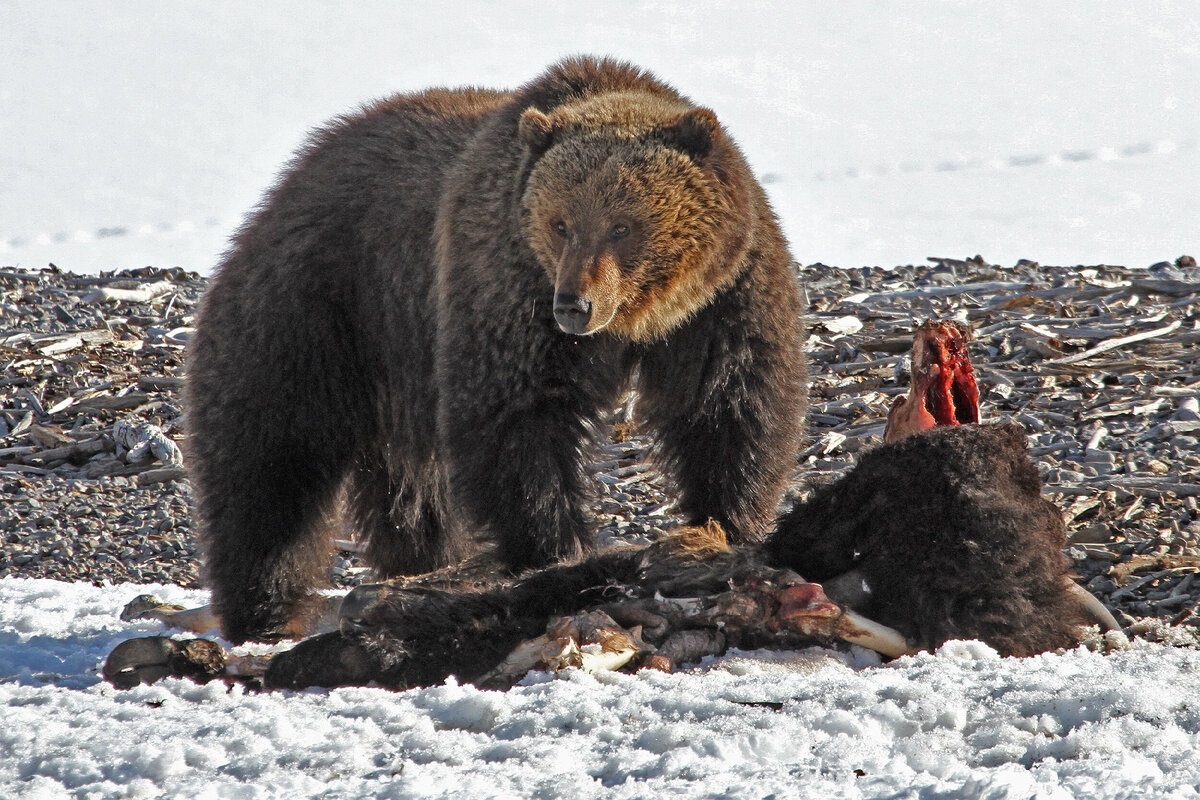 Фото с сайта: https://dzen.ru/a/ZgfNvS0NMXEWpZQH