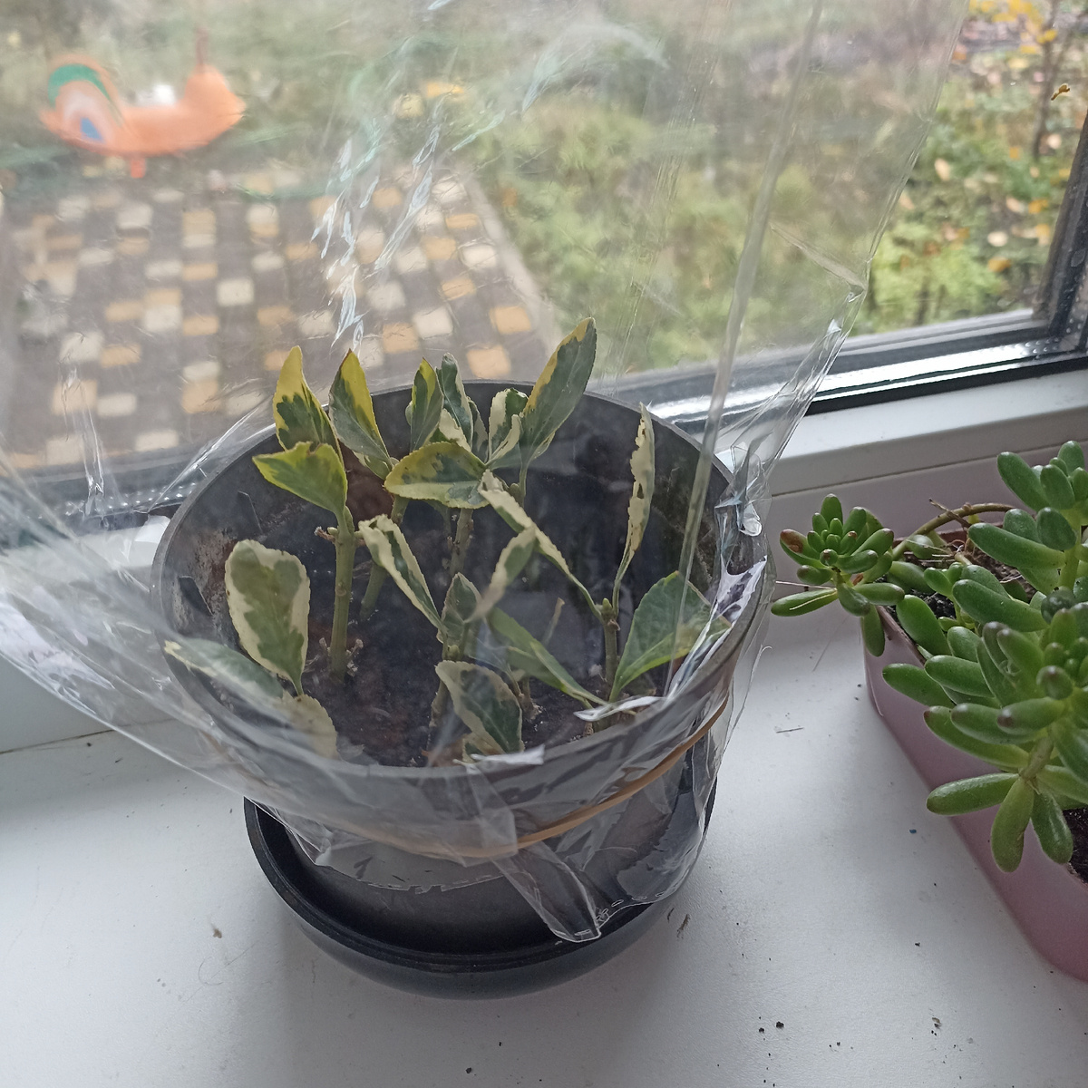 Вот те самые черенки, занесла в дом на зиму. 