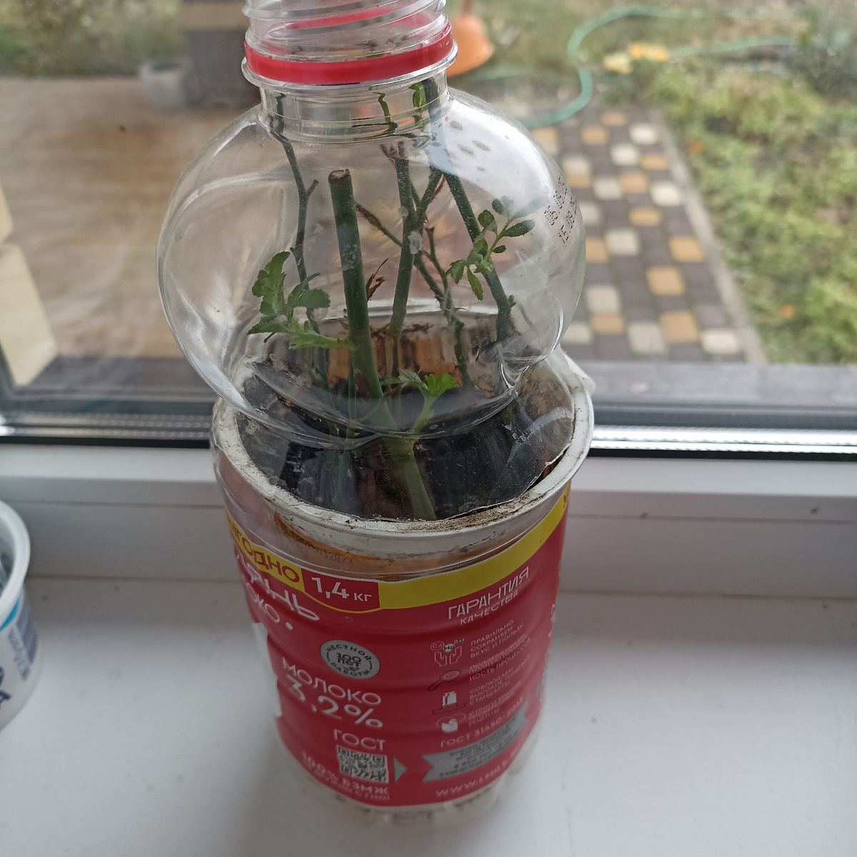 Здесь сделала мини-тепличку, в стакан посадила черенки и поставила в ,  сначала крышку прикрыла но не закручивала плотно, а потом смотрю с боков плесень начинает появляться, значит переизбыток влаги, и крышку открыла совсем. 