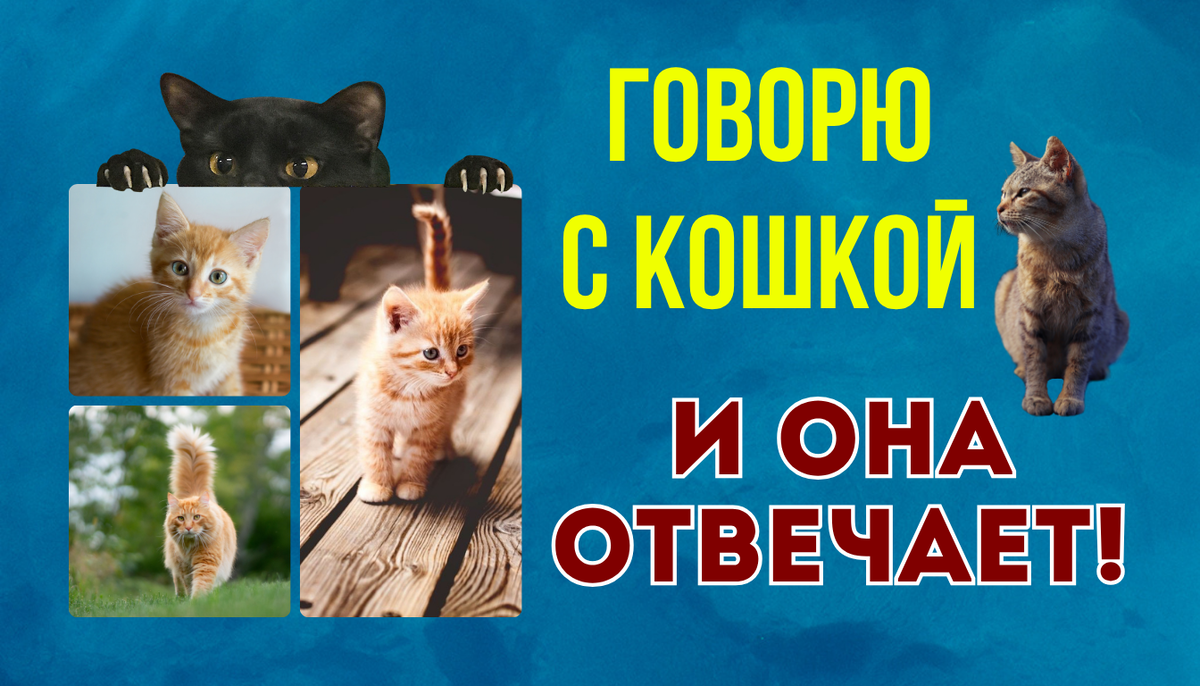 Как говорить с кошкой: практическое руководство