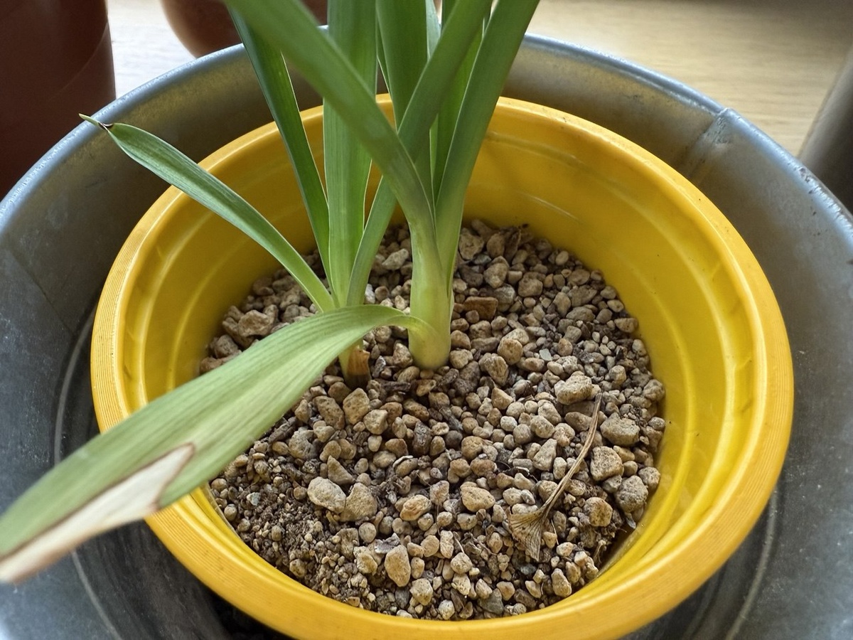 Юкка в лечузе