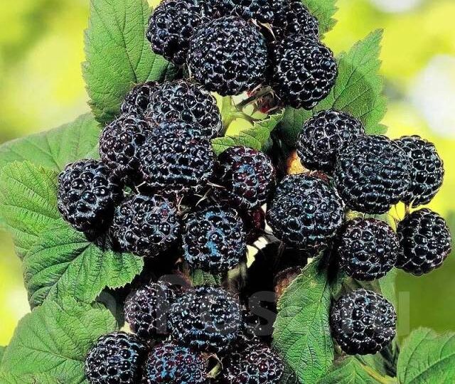 Самая черная малина и ее притягательные особенности