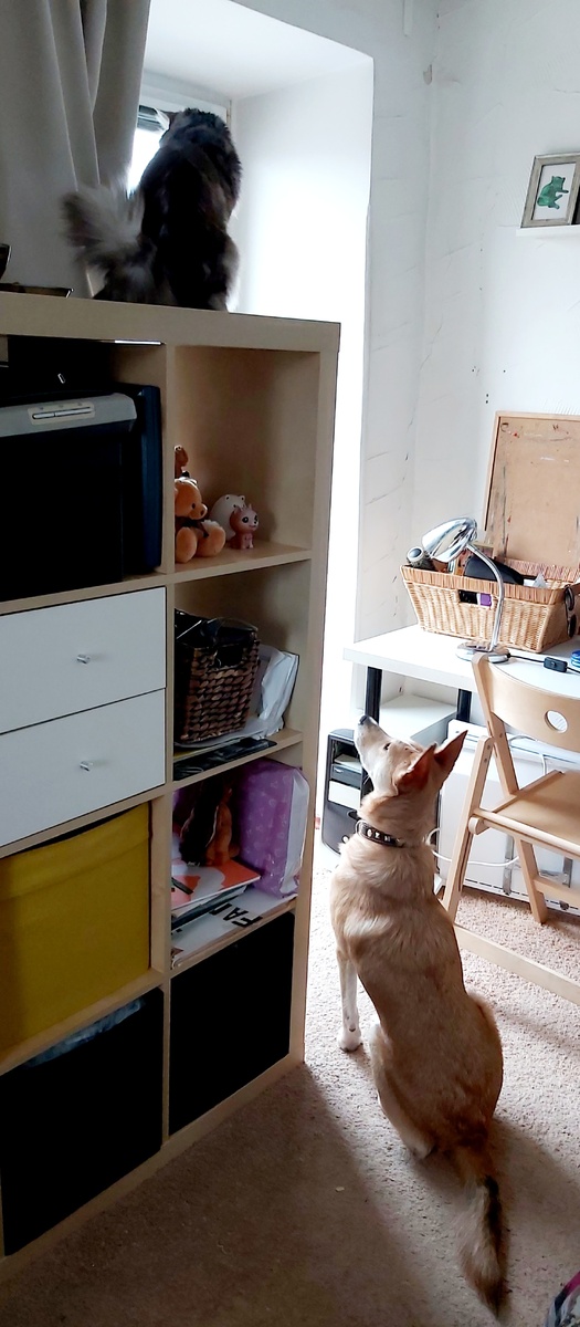 Кот и псина