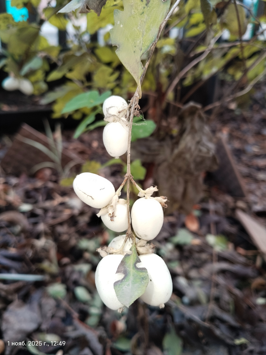 Фото из личного архива ( Снежноягодник белый )