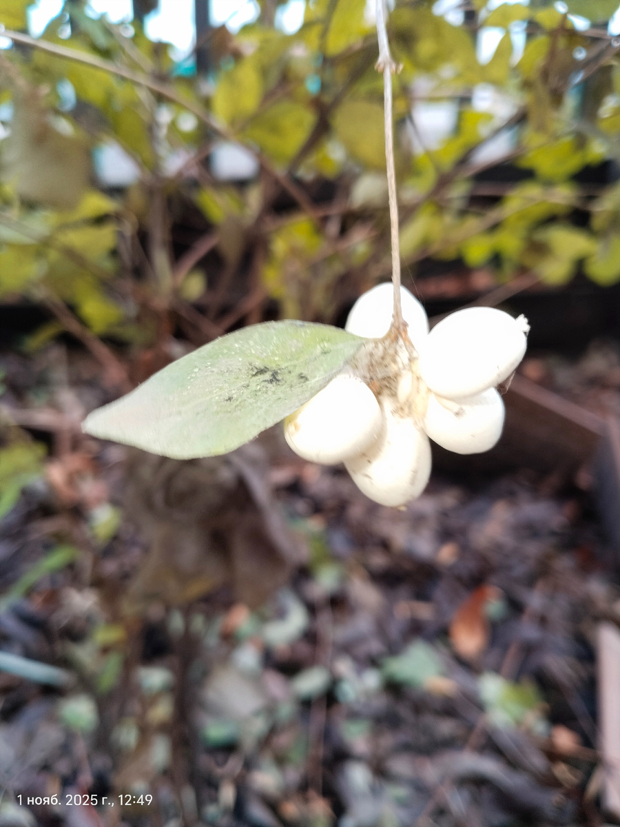 Фото из личного архива ( Снежноягодник белый )