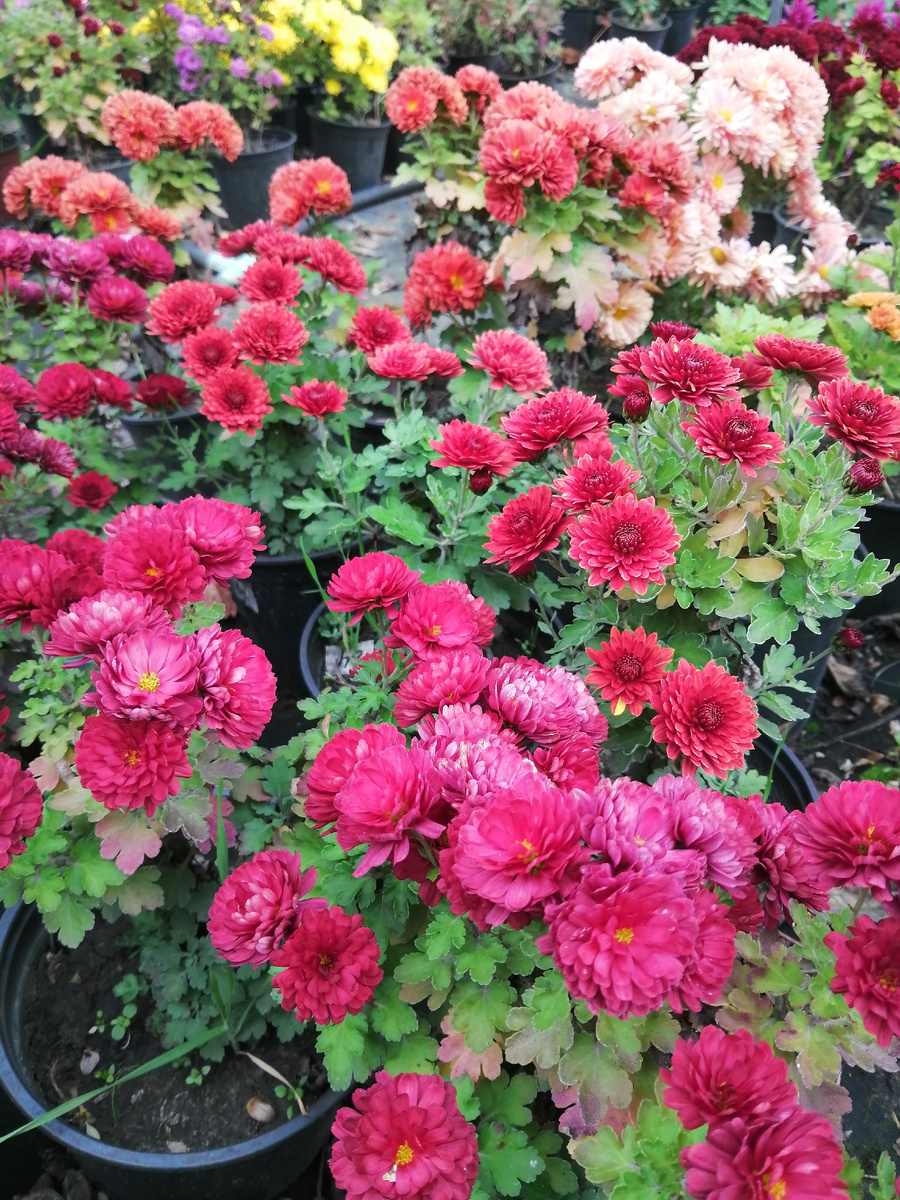 Хризантема в горшках