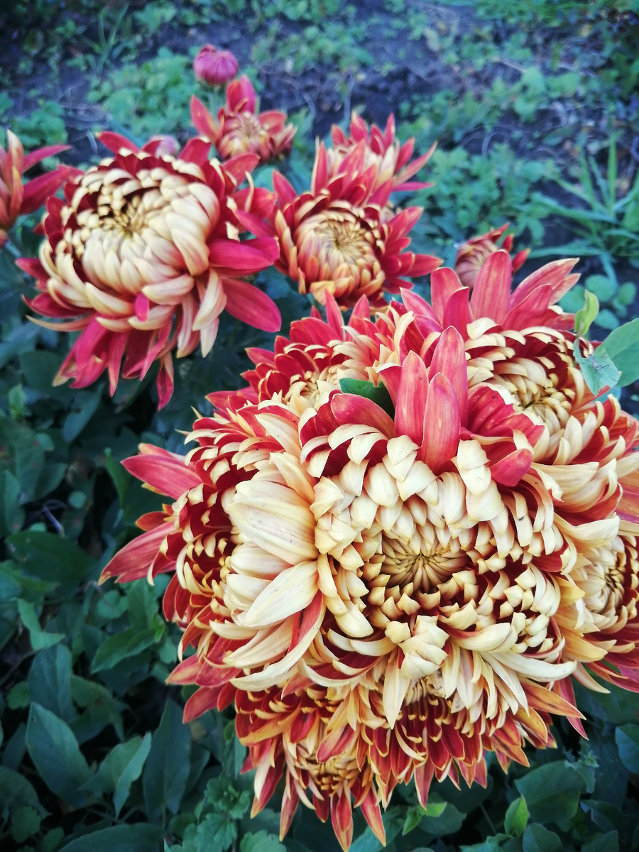 Горшечная бронзовая