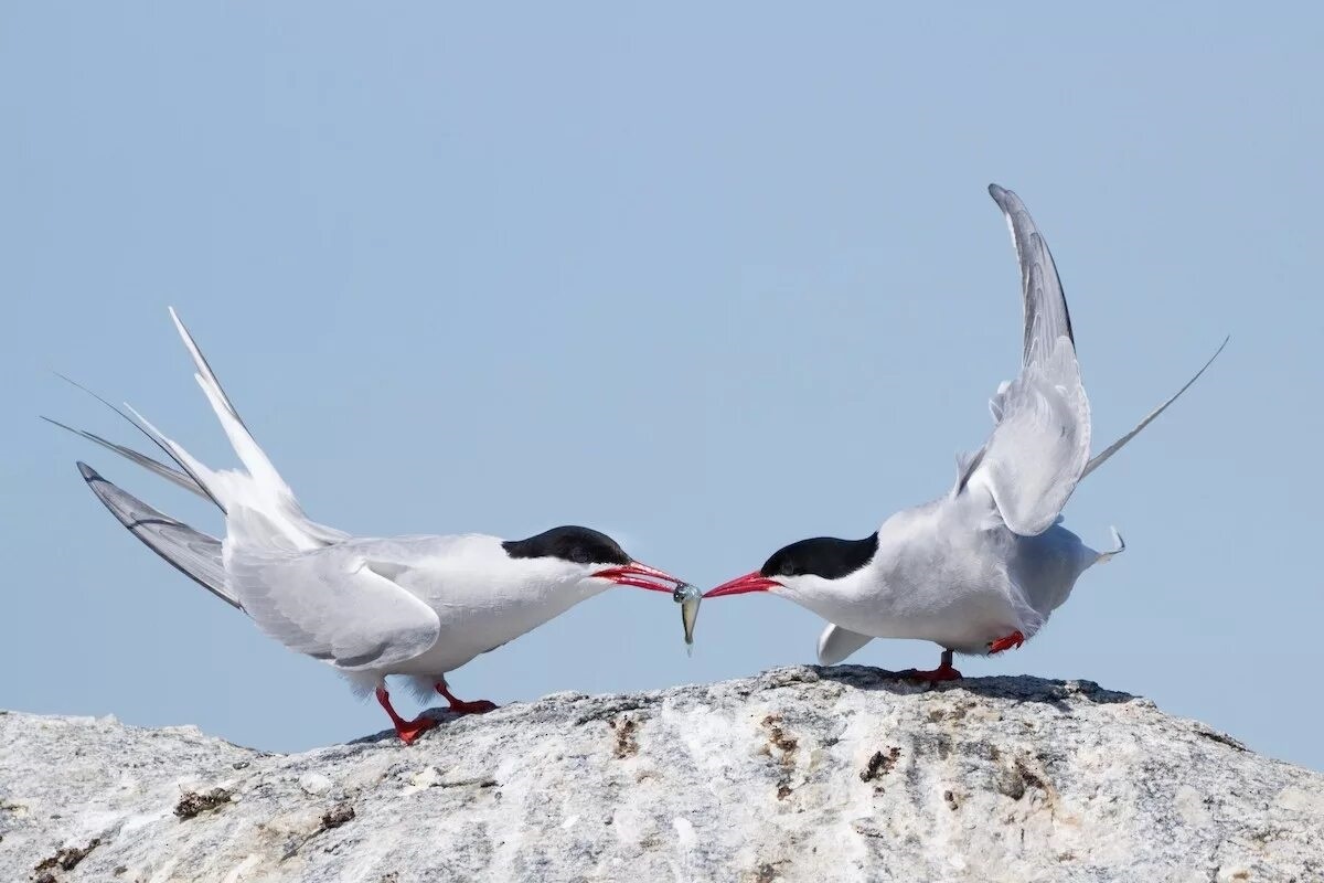 Фото с сайта: https://oceanconservancy.org/blog/2018/08/01/get-know-arctic-tern/