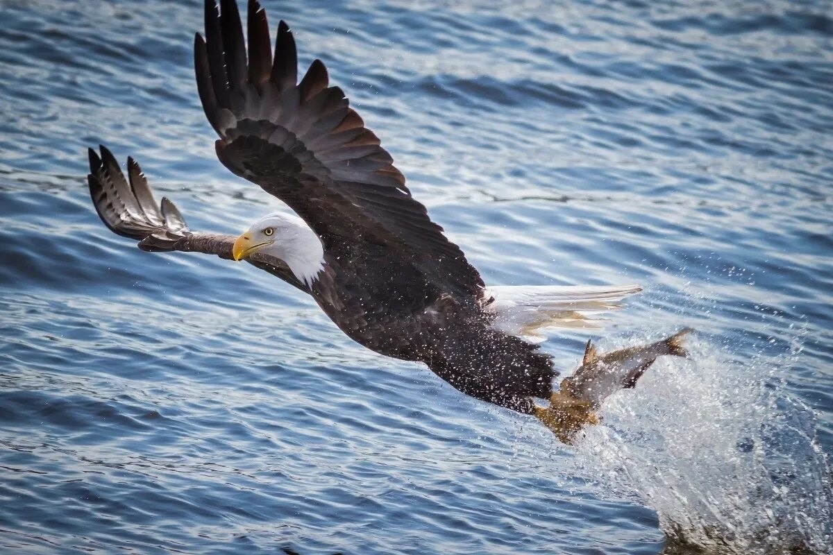 Фото с сайта: https://alilex.ru/g-32866615248