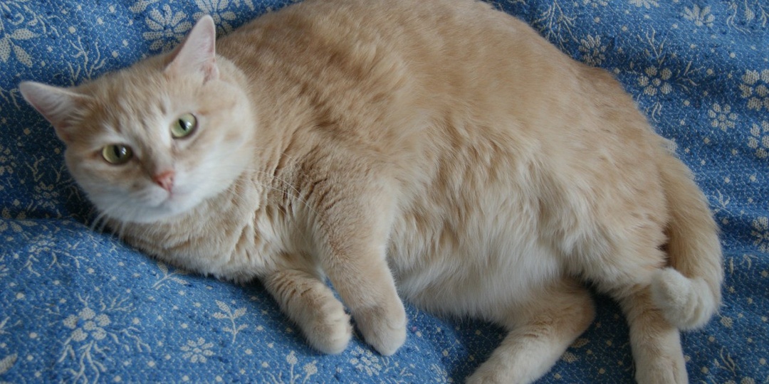 В колыбели подменили