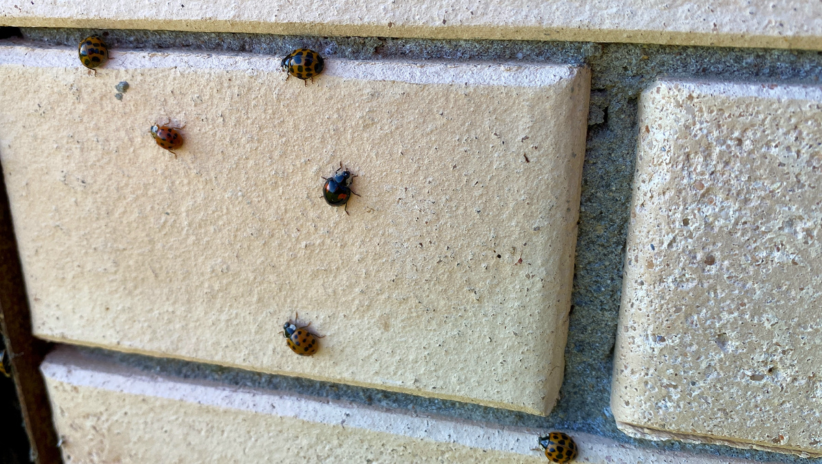 Осенью, в этом месте всегда много божьей коровки-арлекина в различной морфе