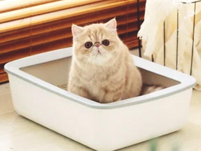 Хозяин пришел домой, и кошка бежит к...лотку. В чем смысл такого поведения питомца