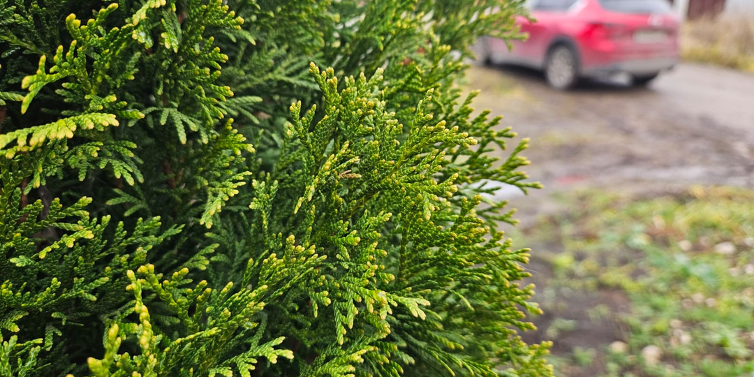 Не погубите участок этой осенней ошибкой: влагозарядный полив не нужен