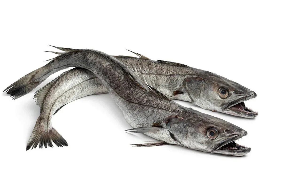 Фото с сайта: https://korinalinda.com/ryba-hek-kartinki