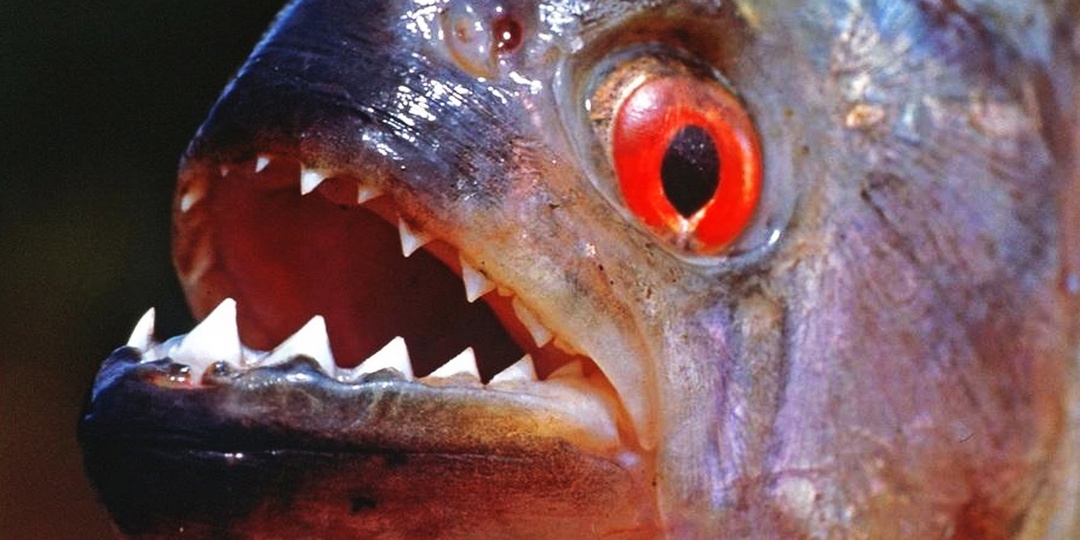 Интересные факты о легендарной пиранье