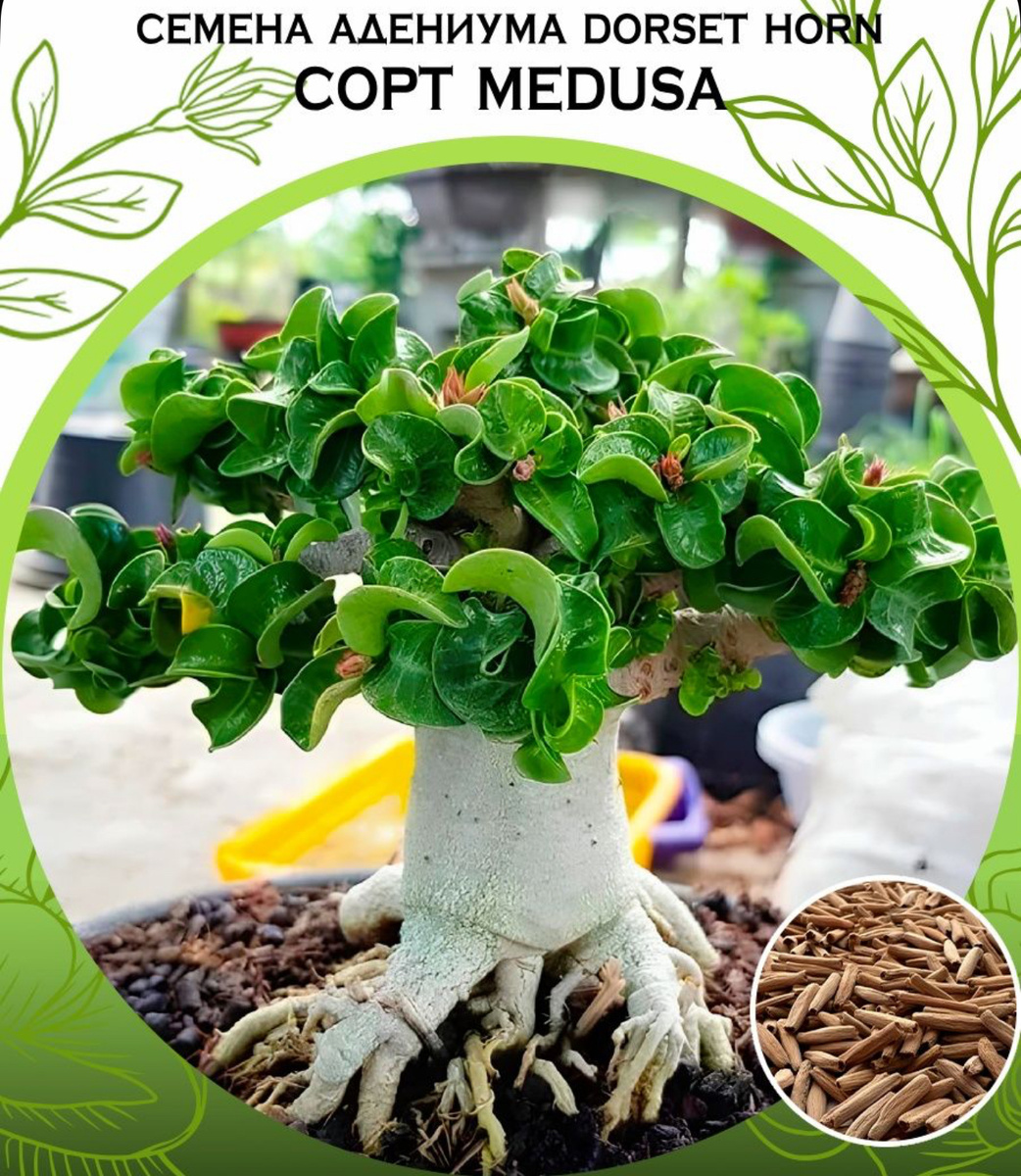 Фото с интернета 