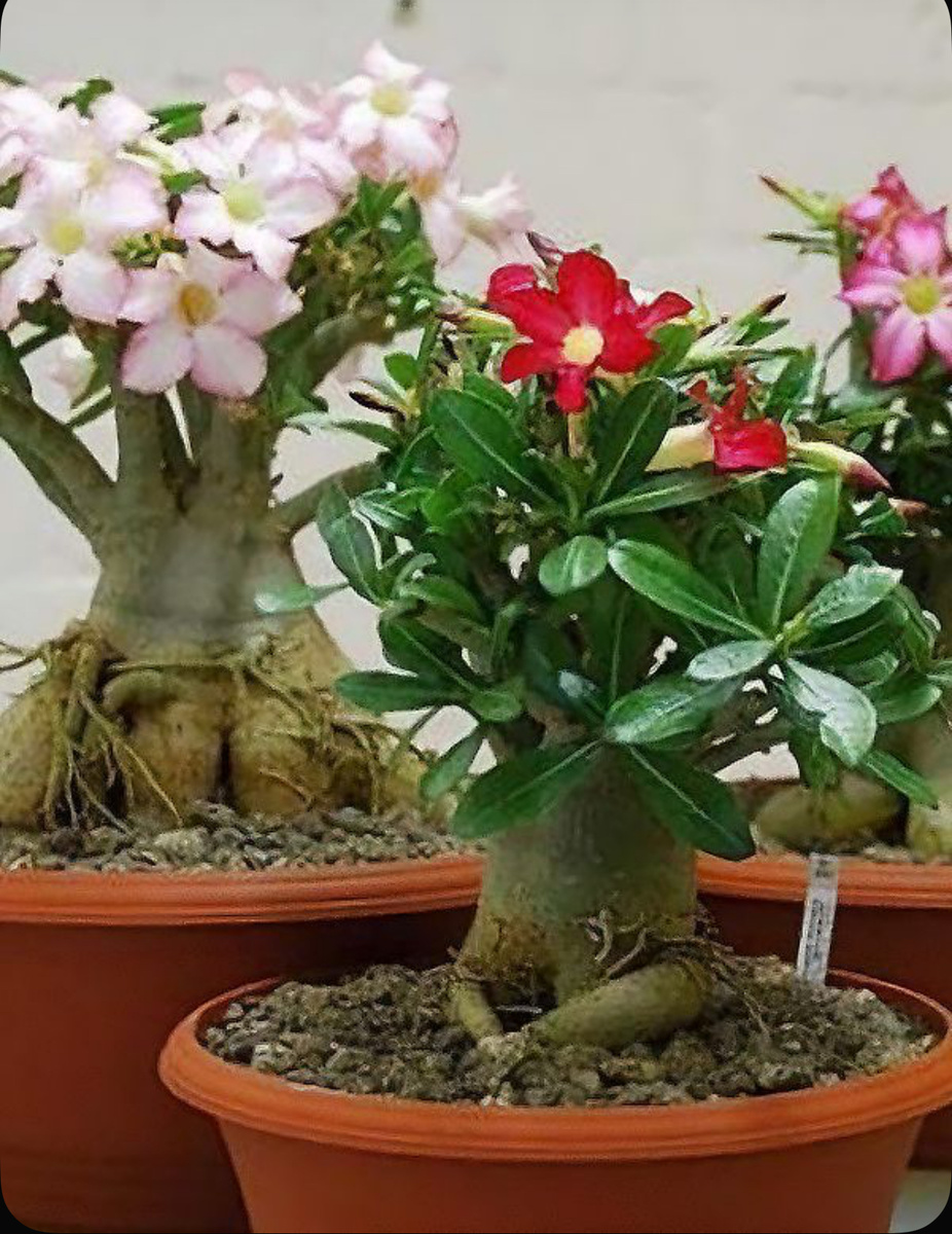 Фото с интернета 