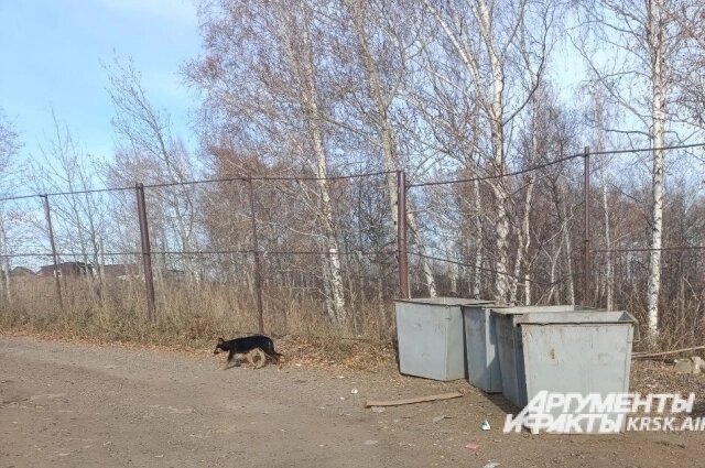    По поселку, где погиб мальчик, продолжают бродить собаки. Фото: krsk.aif.ru/ Татьяна Бахтигозина