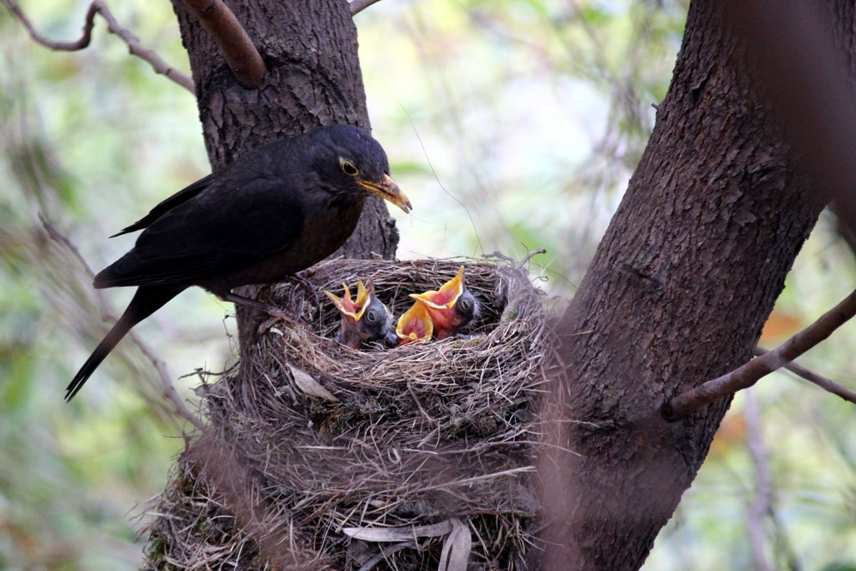 Фото с сайта: https://1prof.by/news/stil-zhizni/mozhno-li-podnimat-vypavshih-iz-gnezda-ptenczov-i-podbirat-detenyshej-dikih-zhivotnyh/