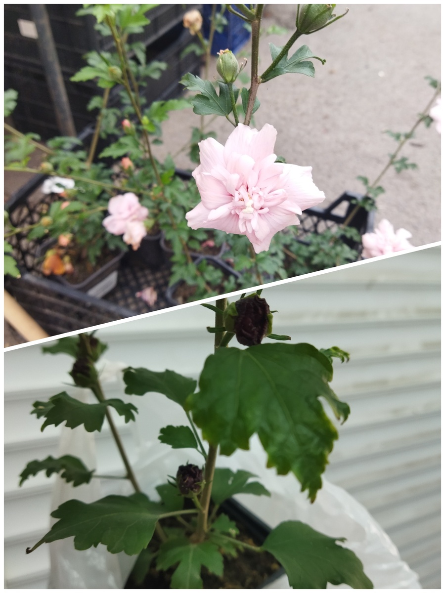 Розовый и бардовый махровый гибискус