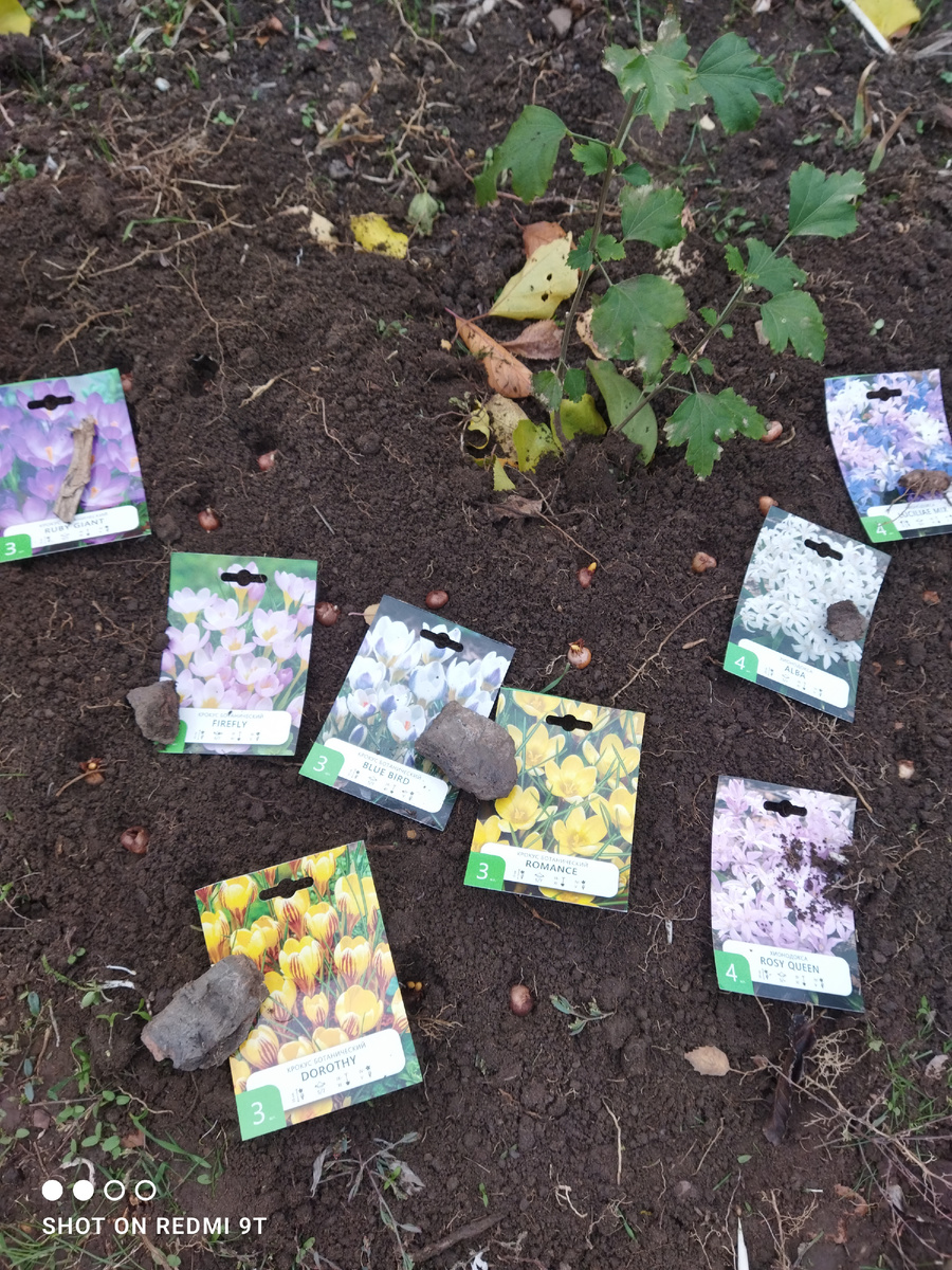 Крокусы 21 луковица и хионодокса 20 луковиц