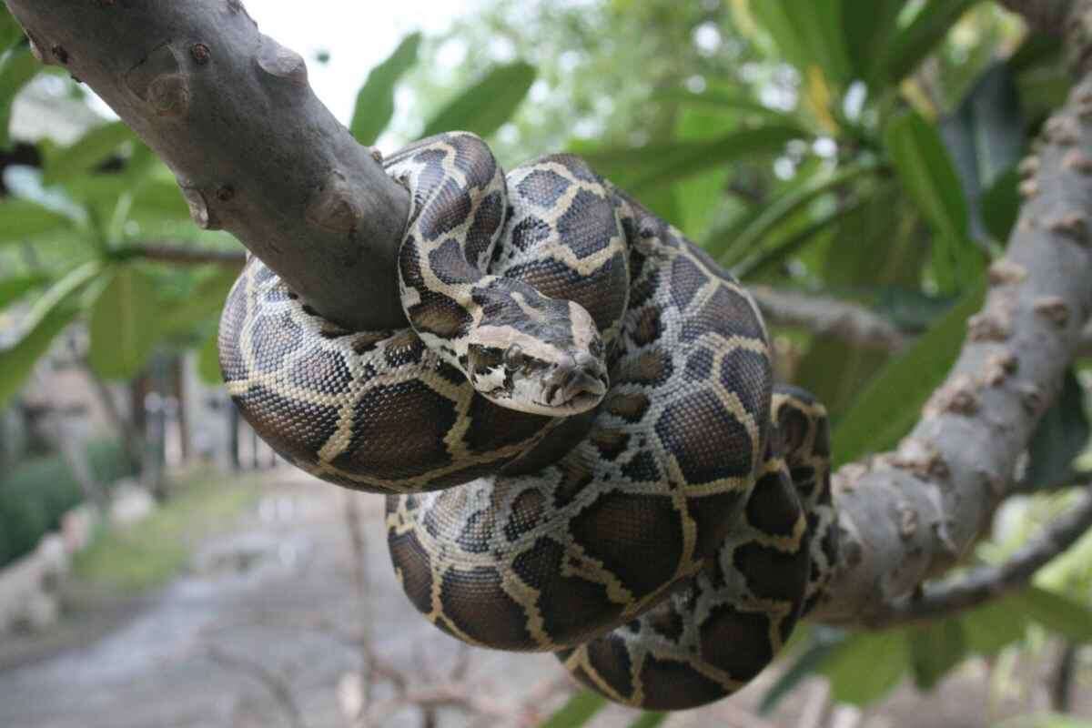 Фото с сайта: https://www.newsby.it/mondo/donna-uccisa-e-inghiottita-da-pitone-la-drammatica-scoperta-e-i-dettagli-raccapriccianti/amp/