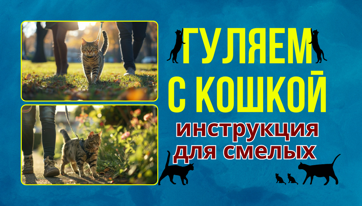 Прогулки с кошкой: что нужно знать