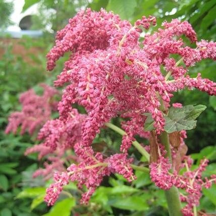 так цветет ревень Тангутский