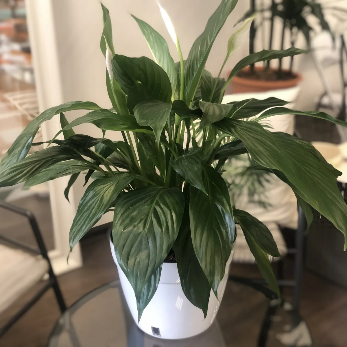 Тоже будет красиво смотреться на столе