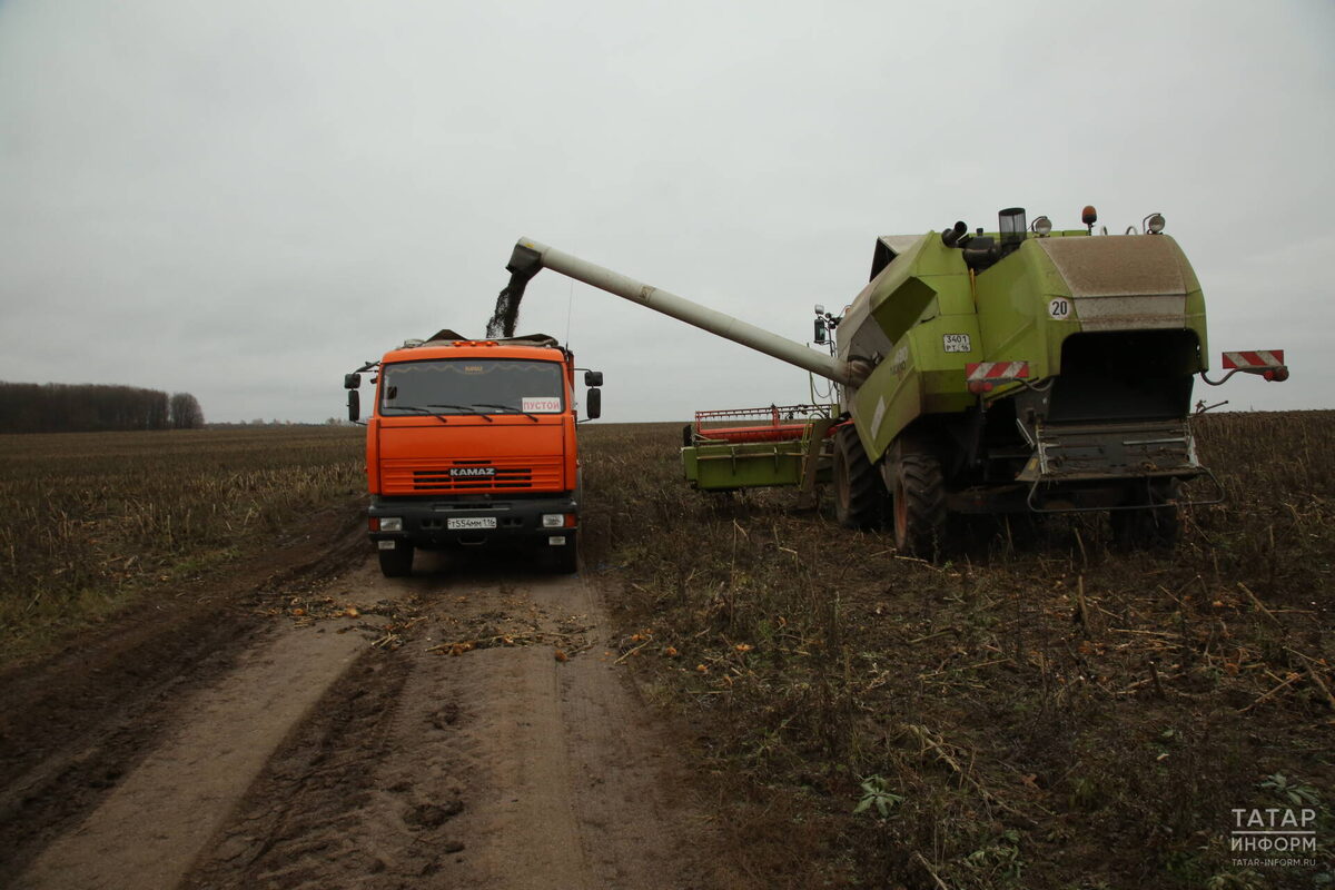 Уборка подсолнечникаФото: © Султан Исхаков / «Татар-информ»