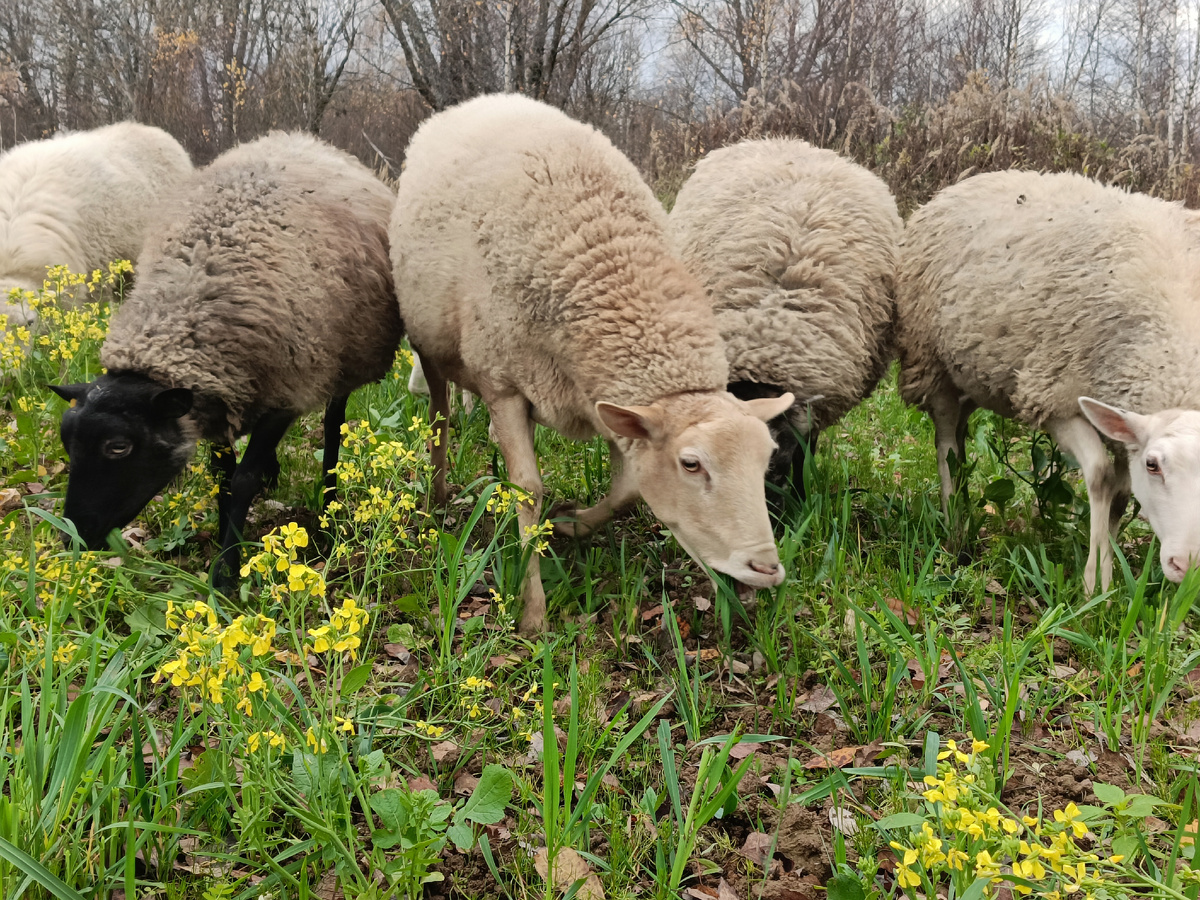 Самостоятельные, независимые, свободные...
