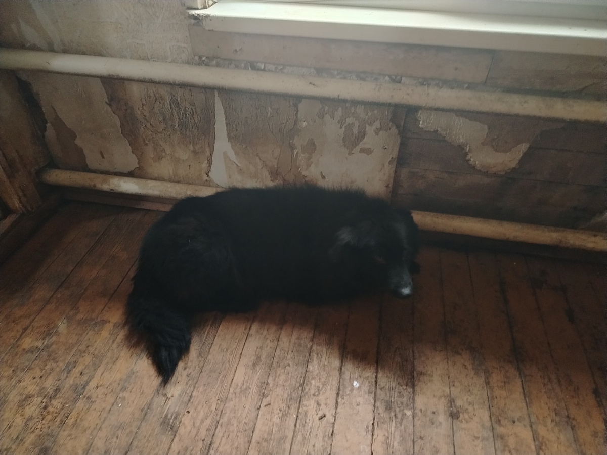 Одуванчик, вес 40 кг. Первый дом. 