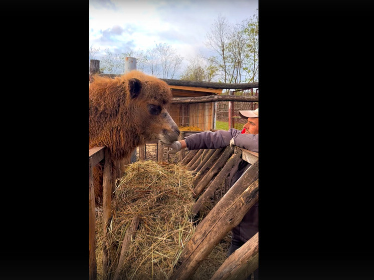     Ласковый Мо-мо: Старооскольский зоопарк показал трогательный момент с верблюжонком, фото: скриншот видео со страницы vk.com/stoskolzoo