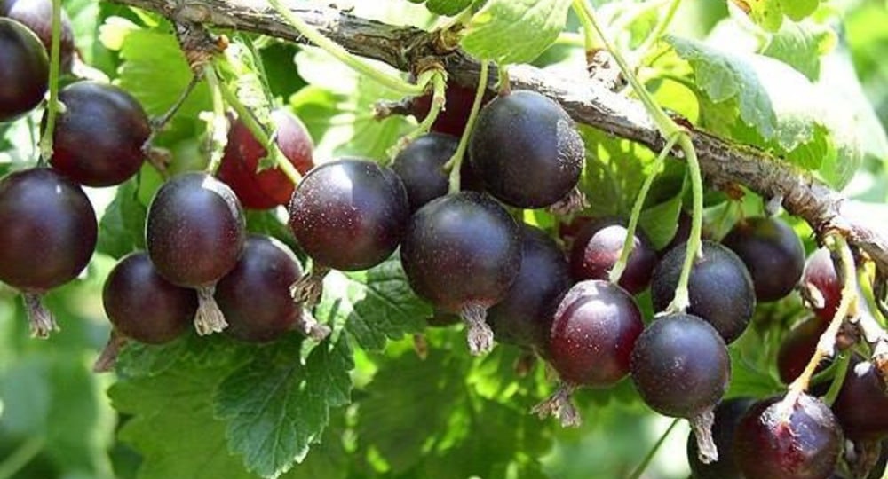 Садовая азбука на букву И(Й)