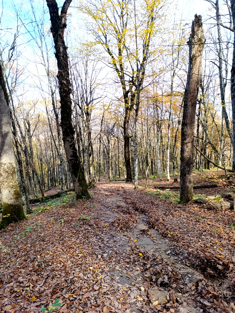 Вода, которая стекала во время дождя прорыла глубокие борозды 