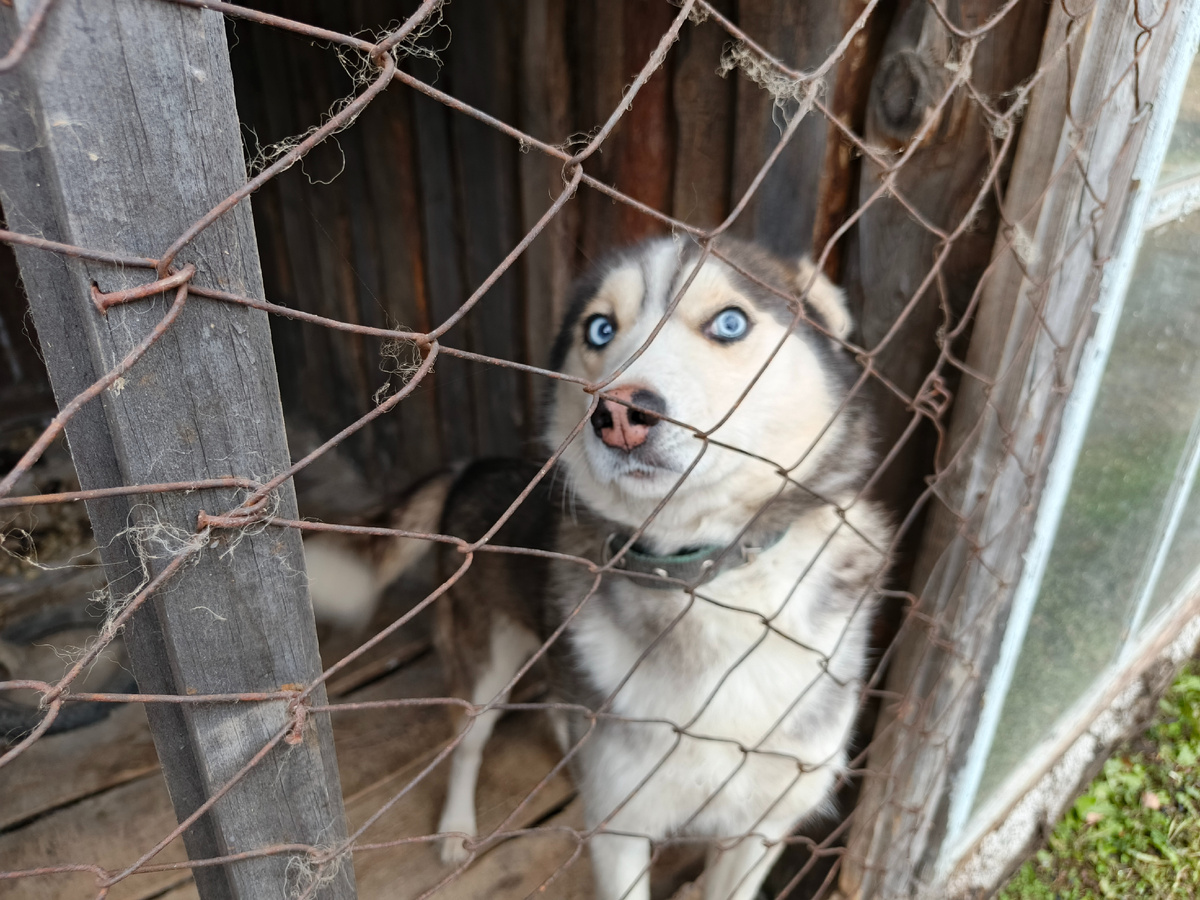 Ну разве эта милота может быть опасной