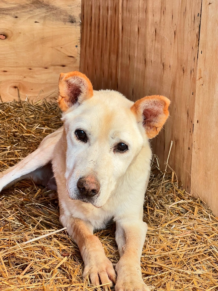 Она очень мерзнет и все больше времени проводит в домике на сене.