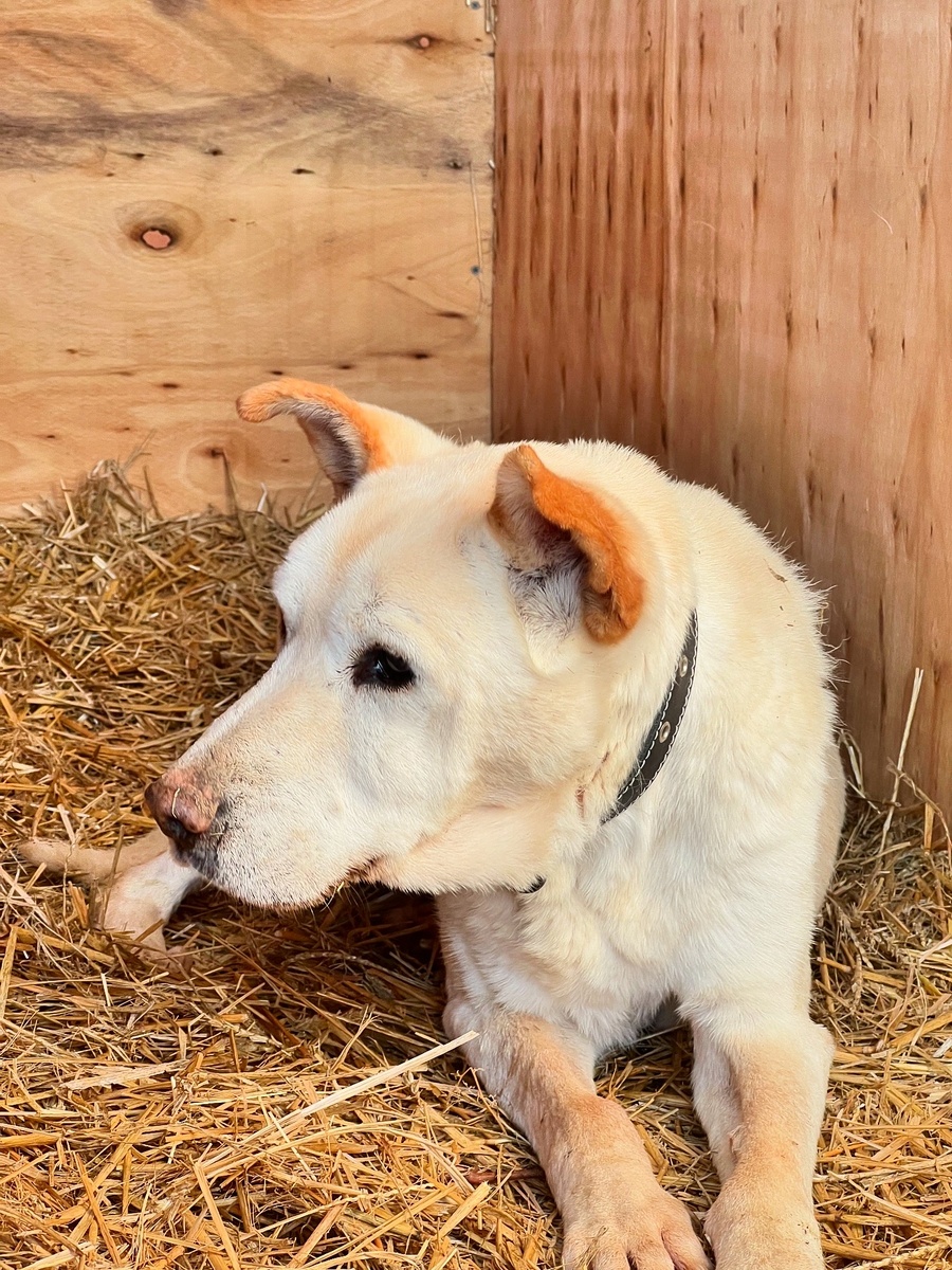Анютка очень старенькая собака. Большую часть жизни живет в приюте. Ей больше 15 лет.. 