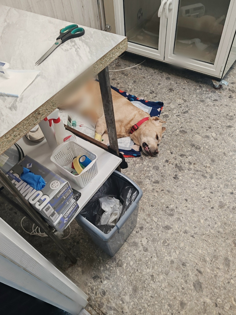        Полиция начала проверку после инцидента с собаками в ПетрозаводскеПодслушано у водителей Птз и Карелии