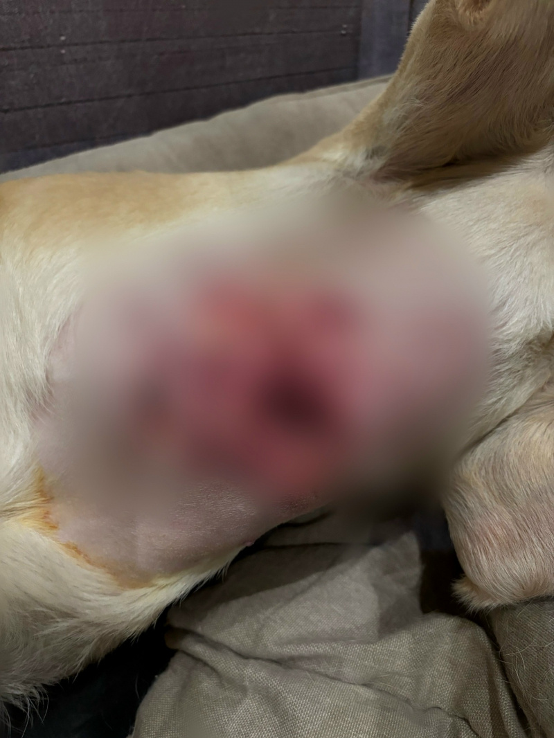        Полиция начала проверку после инцидента с собаками в ПетрозаводскеПодслушано у водителей Птз и Карелии