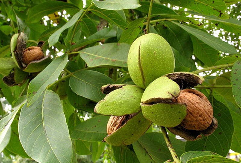 Как грецкие орехи убивают овощные растения: листья, скорлупа, плоды и корни ОПАСНЫ!