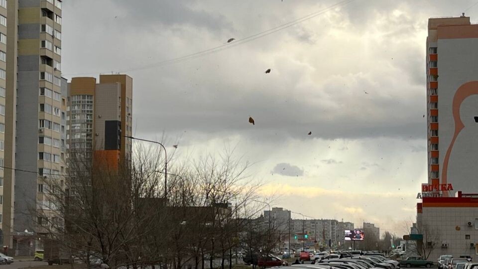    Мусор и листья в небе. Источник: "Толк"