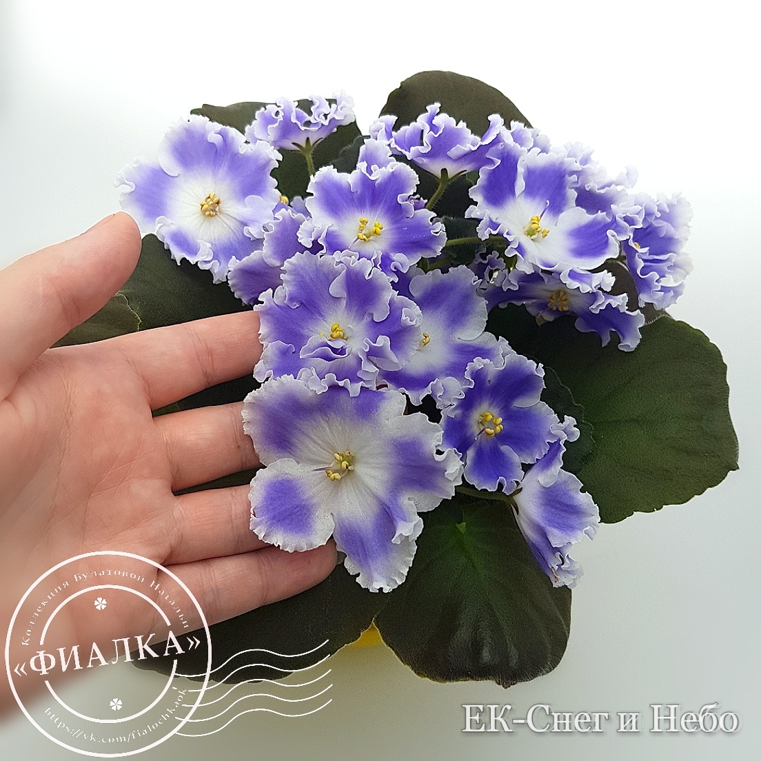 Так бледнел 