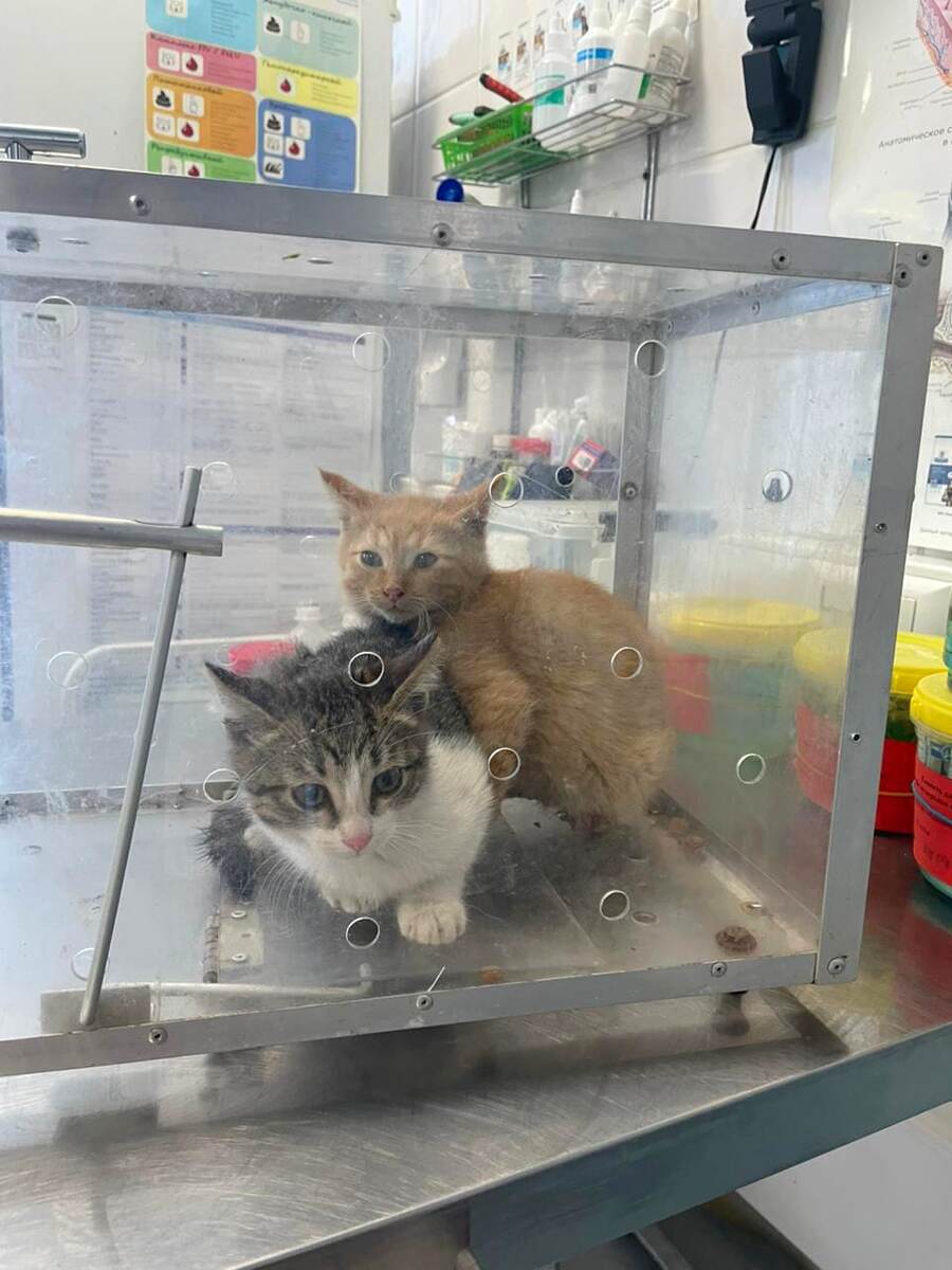 Таким его поймали