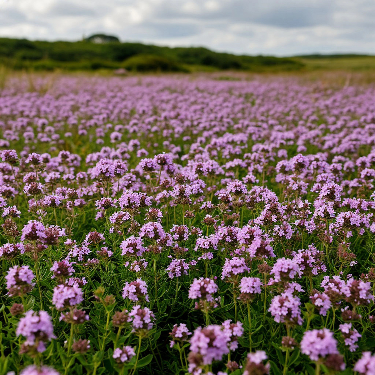 Цветение тимьяна ползучего