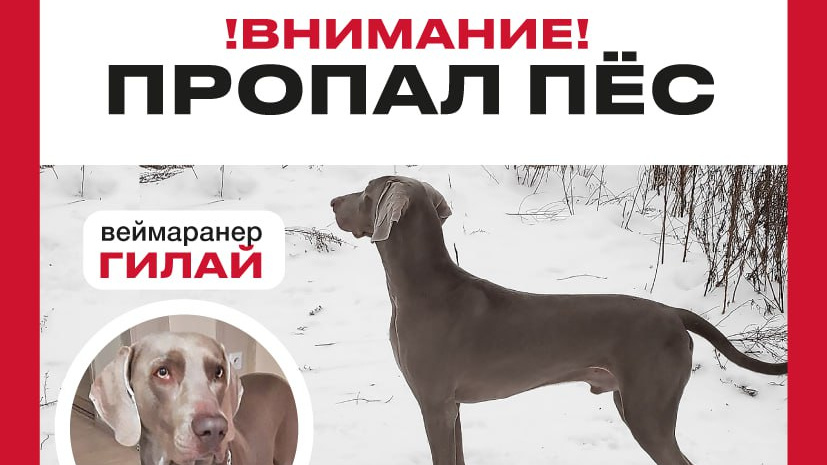    Фото ориентировки из чата "Гилай, найдись! Ориентировки и поиск"