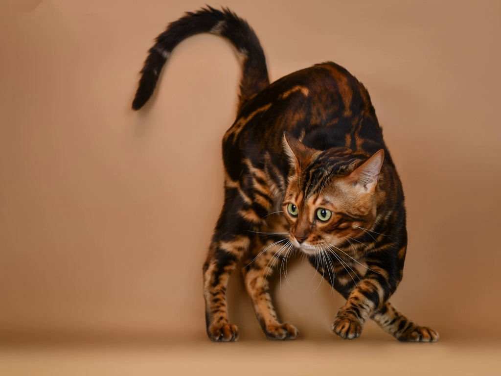 Грациозный красавец бенгал Саша. Тоже диктатор)))