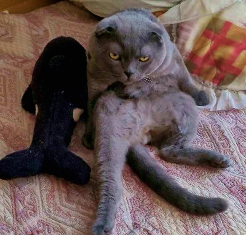 Мастер пассивного диктата Дарс